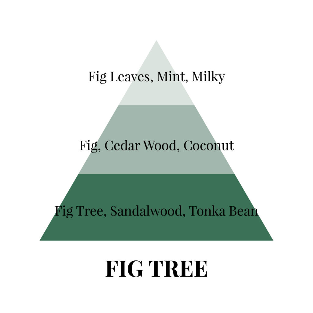 Piramides olfativas en fig tree