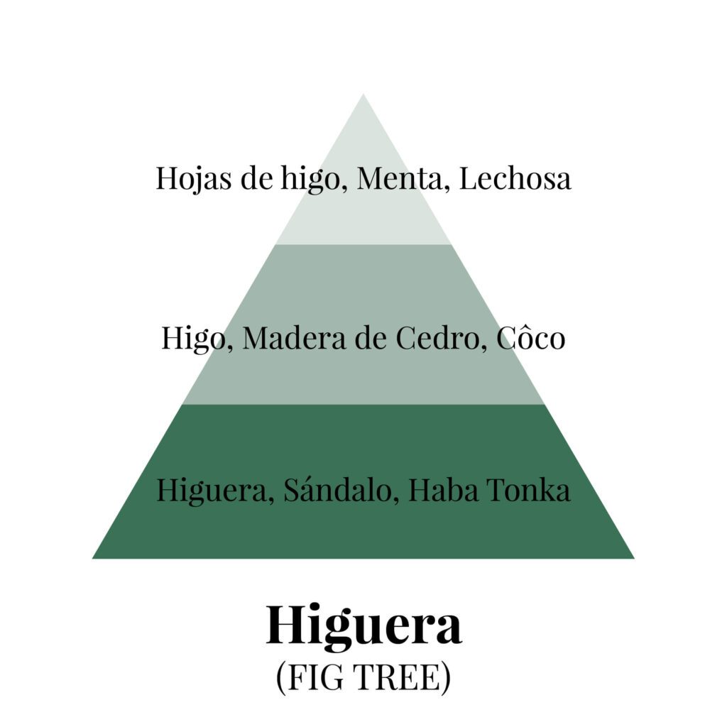 Pirámides olfativas - higuera