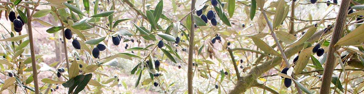 Handgefertigten olivenölspender - portugiesische keramik