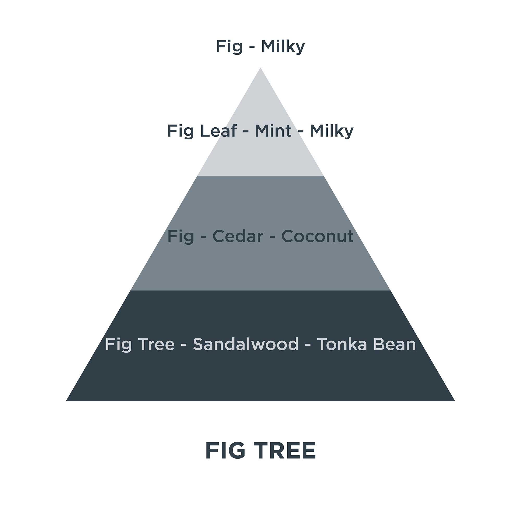 Piramides olfativas 19